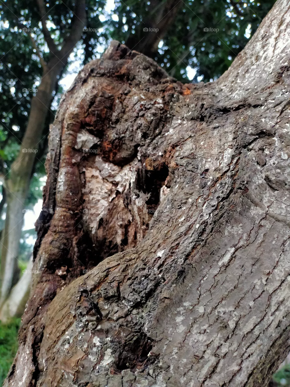 Mango tree stem.