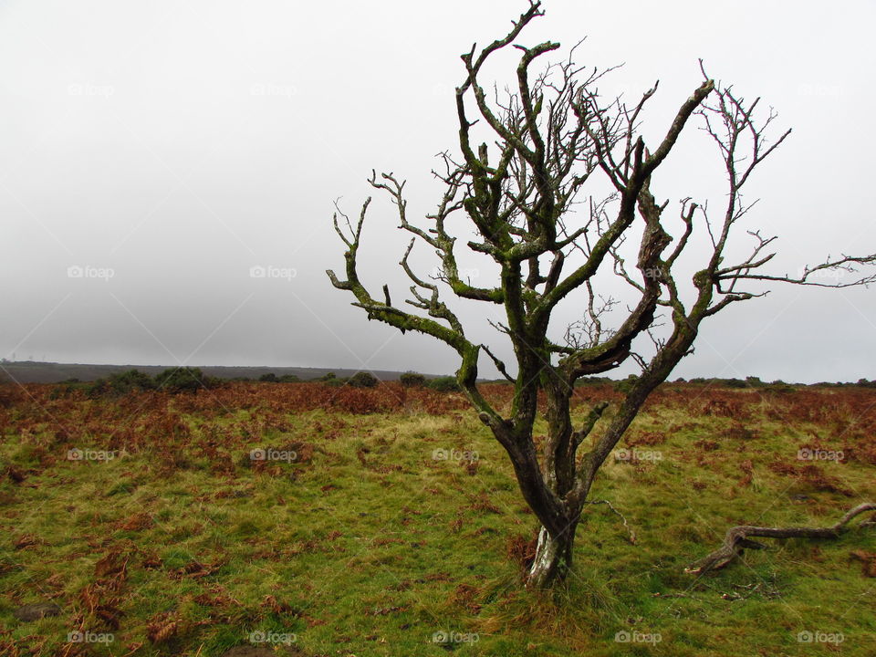 The bare, twisted branches of this tree make for interesting shapes