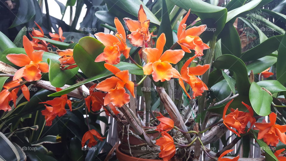orange blooms
