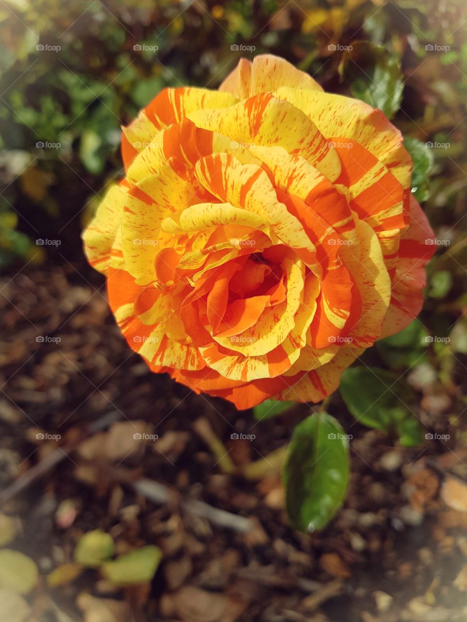 Goodness brightness me!! Strong beautiful colors Orange and yellow combined. Natures magic creates beautiful Rose's.