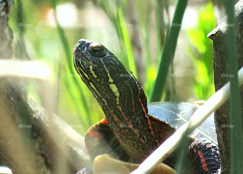 Painted Turtle hiding low