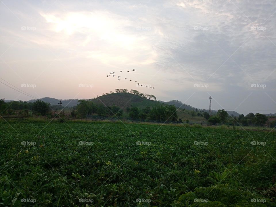summer is very hazy weather the day hazy sky the morning time crop@agriculture flying birds the sky earth is hazy to