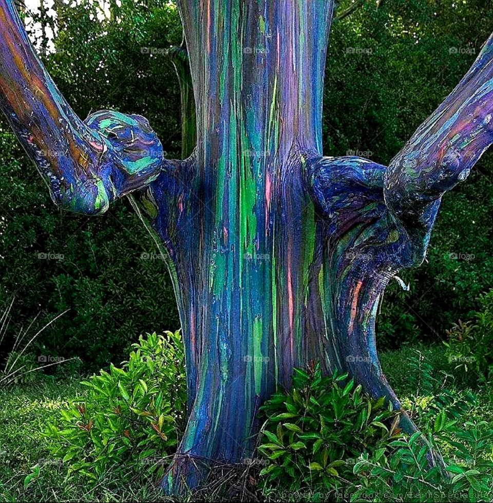color tree