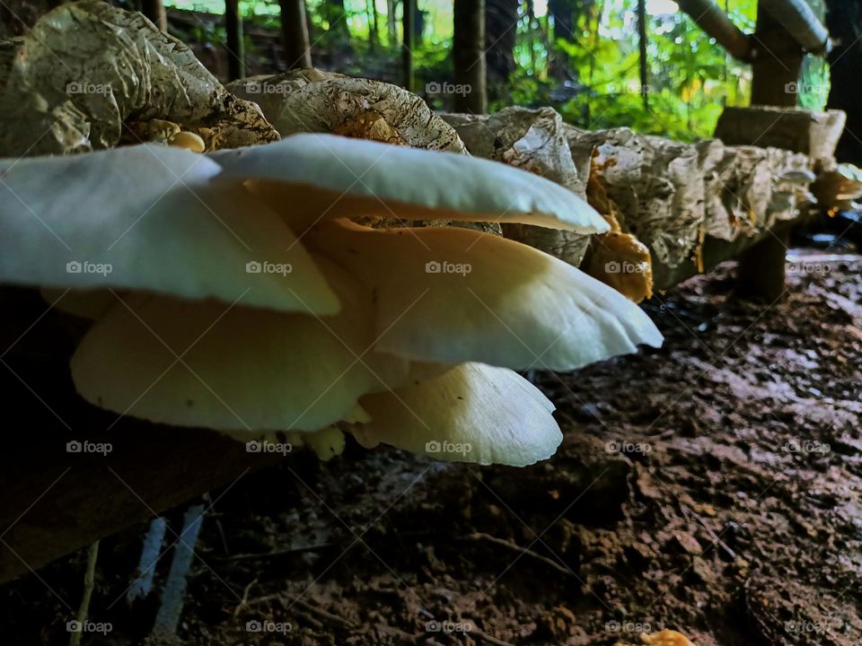 Oyster mushroom (Pleurotus ostreatus) cultivation growing in farm Mushroom cultivation in organic farms Fresh mushroom growing on a special soil 
on a mushroom production. close-up horizontal