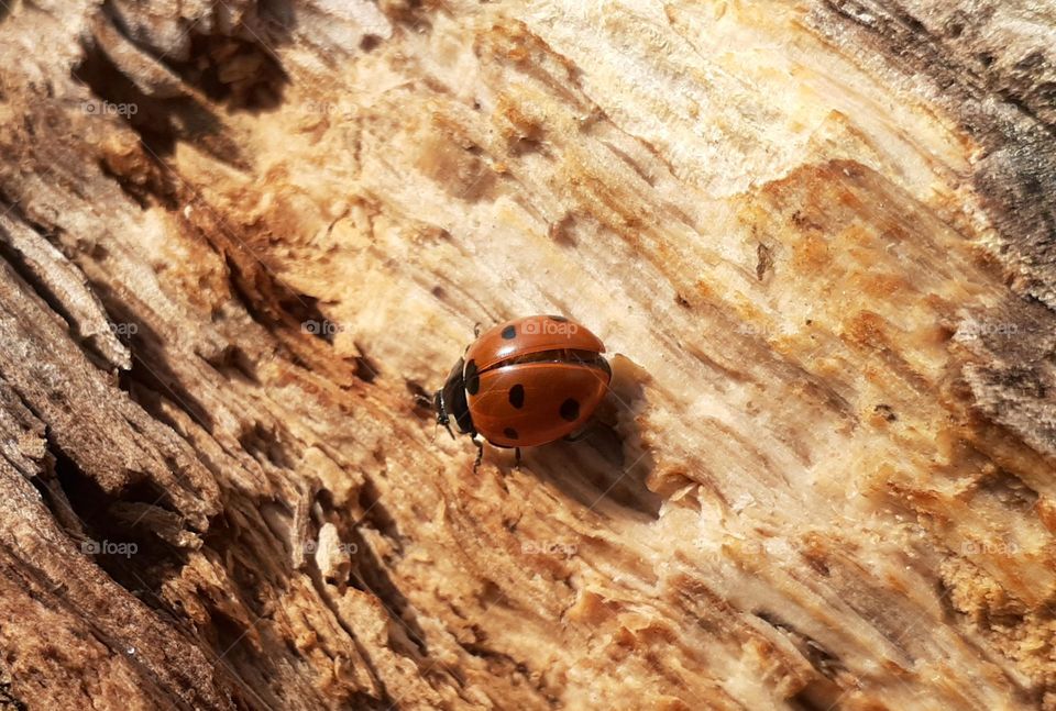 red beetle on the bark of a tree