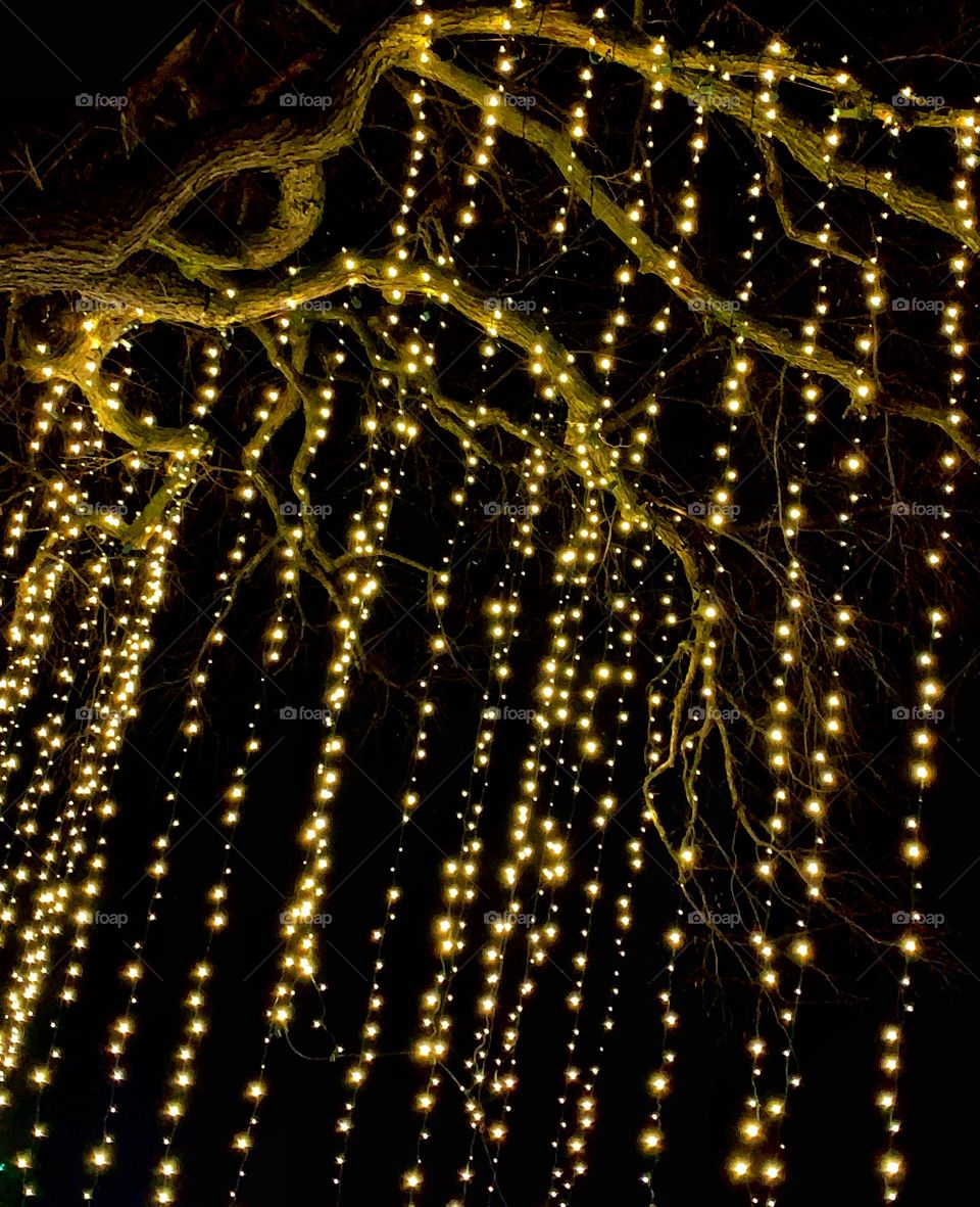 Golden string lights on a tree—taken in Chicago, Illinois 