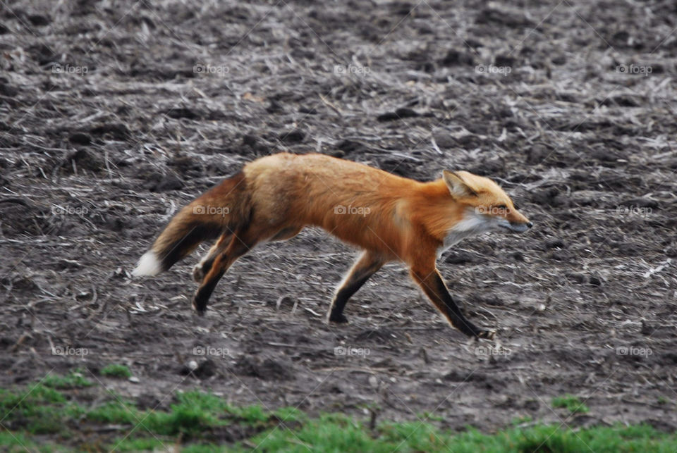 nature fox wildlife inthewild by wyntersolstice