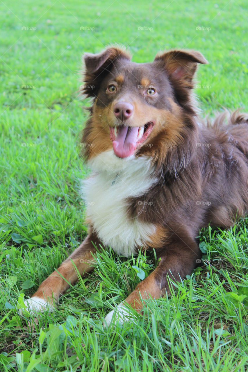 Australian Shepherd: Happy Puppy, 1yr Male