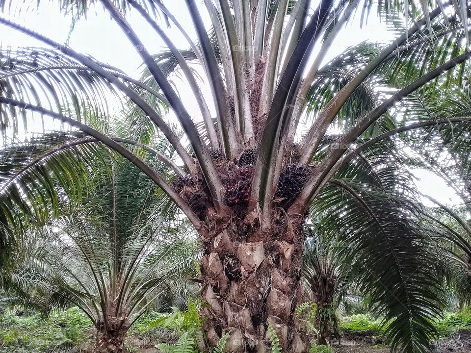 Palm pruning the pruning standard for harvesting using dodos should be under two pieces