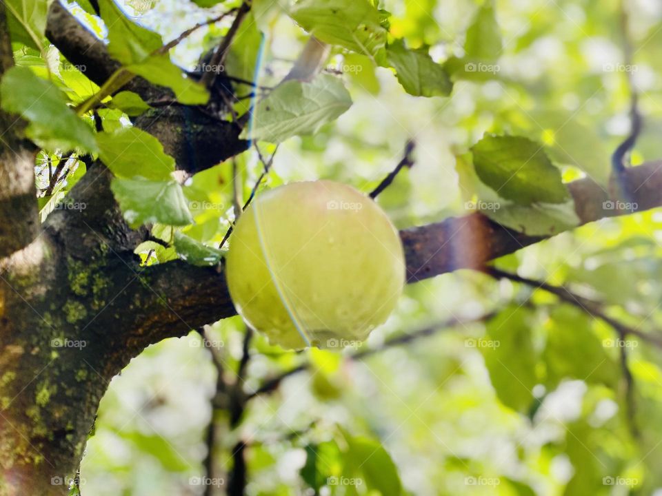 An apple on a branch 
