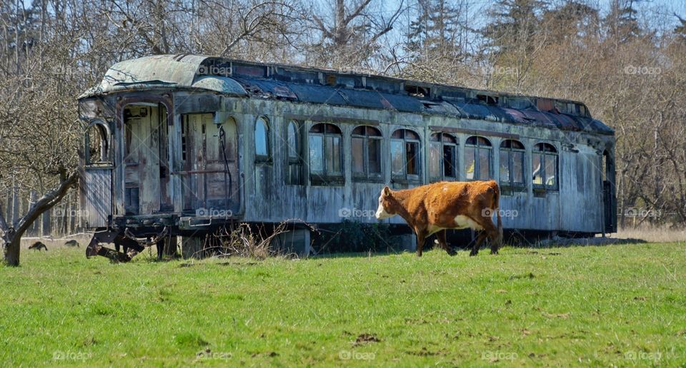 Cow and old train car