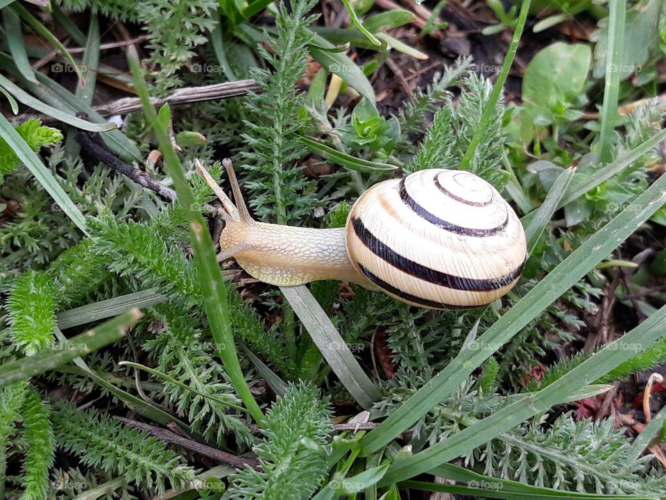 A snail passing through