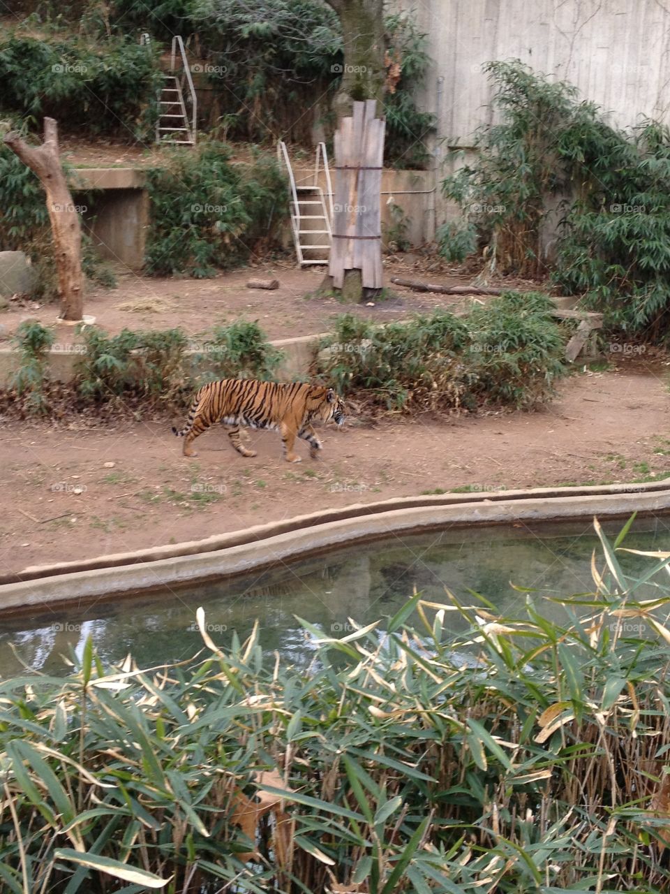 Tiger at the National Zoo