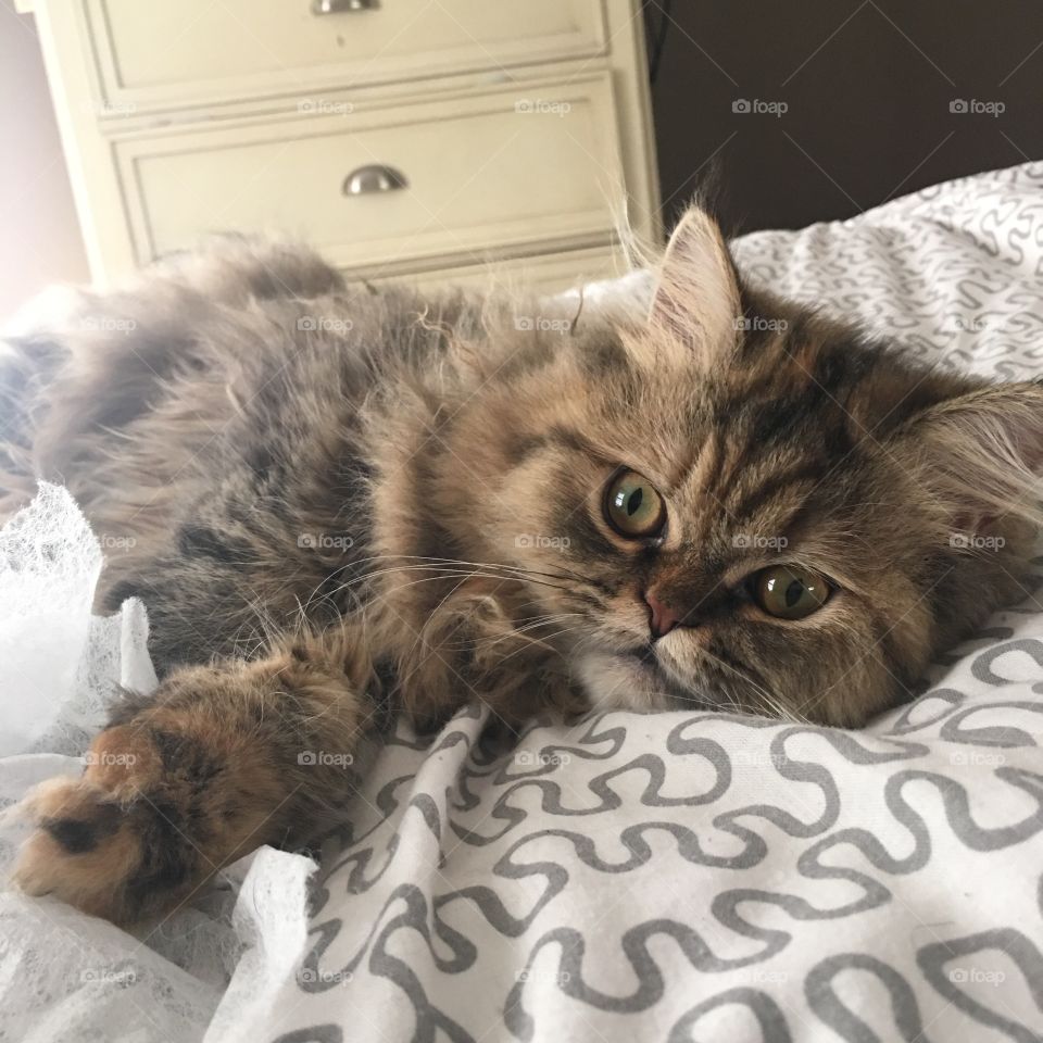 Norma getting ready to nap... Has to get her fancy posing in! 