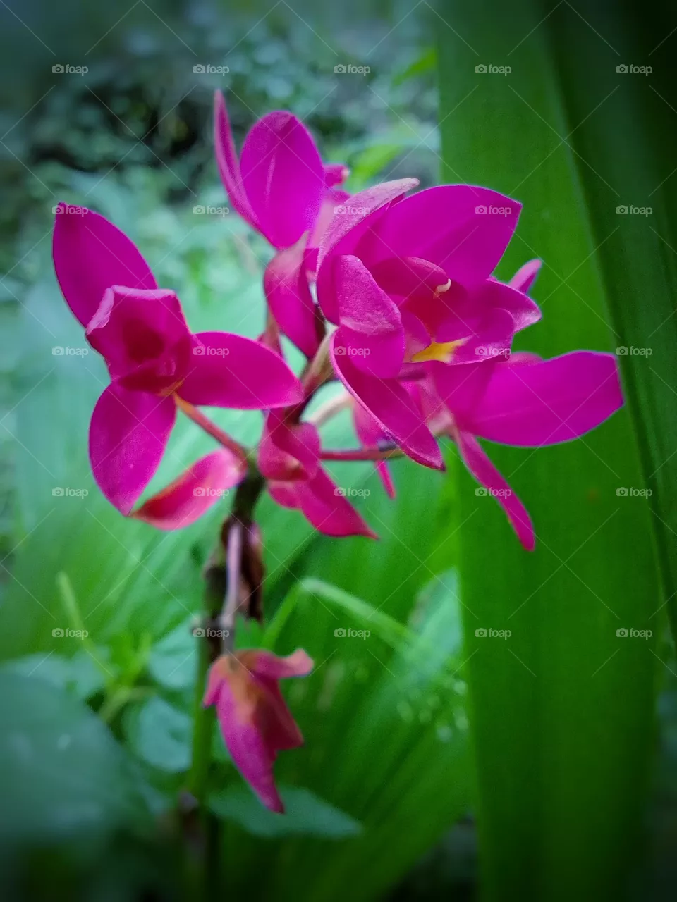Sl flower