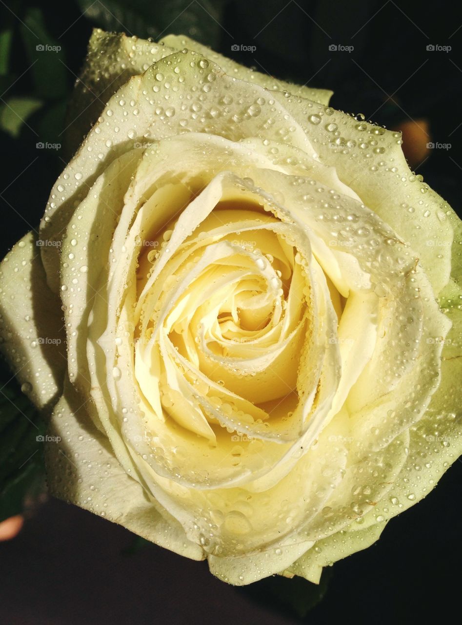 Wet rose . Beautiful flower, gift of nature... 