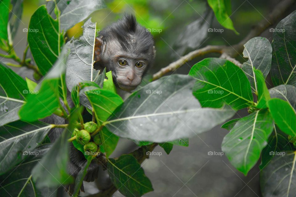 Baby monkey