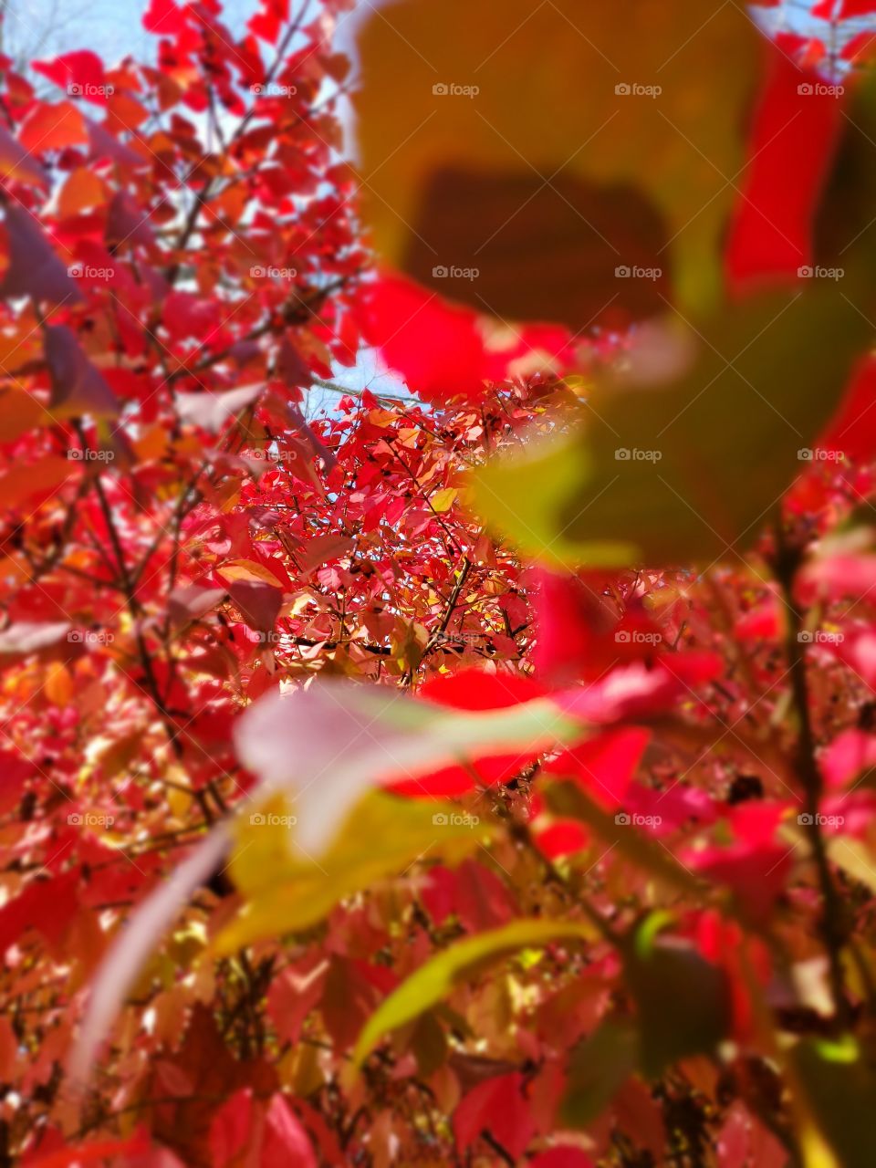 red leaves in fall