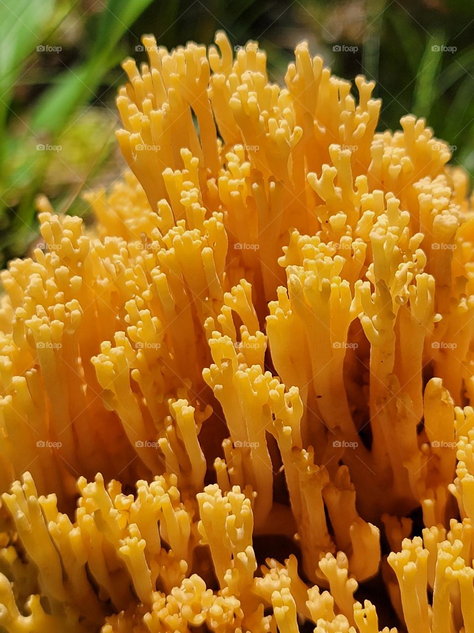 Wild Orange Coral Fungus Found on a Hike