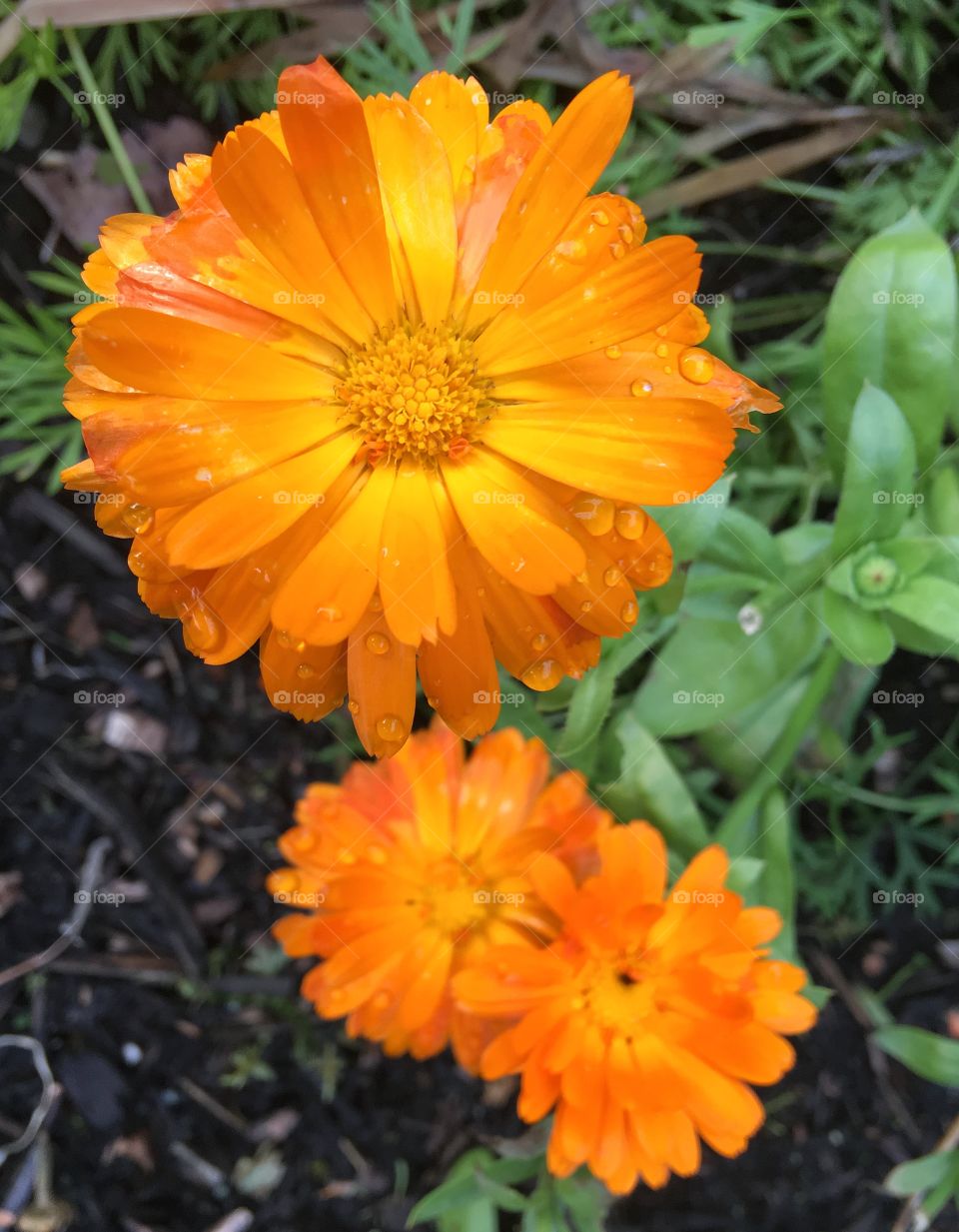 Orange marigolds 