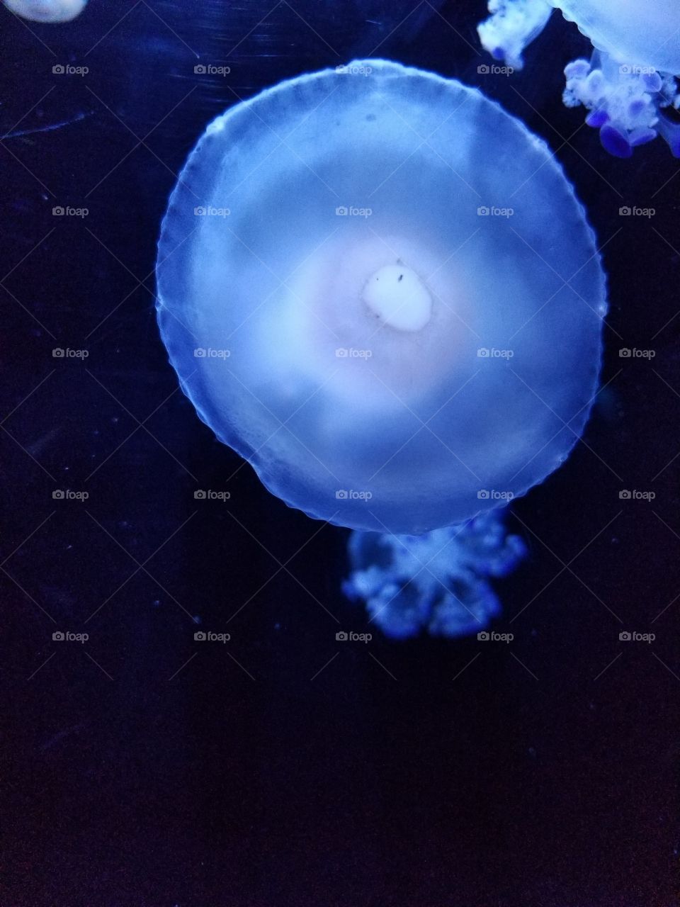 Jellyfish Photo Bomb , 💣