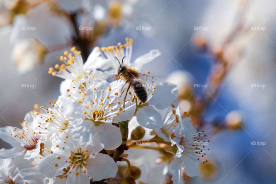 White blooming flowers and a bee