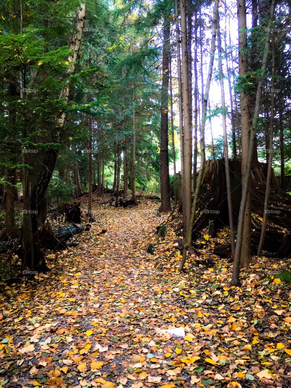 Beautiful dry autumn day in the local neighbourhood in Vancouver, British Columbia 