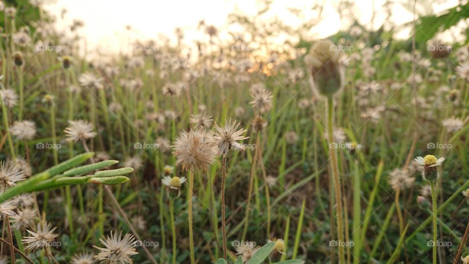 Flowers and sun rises
