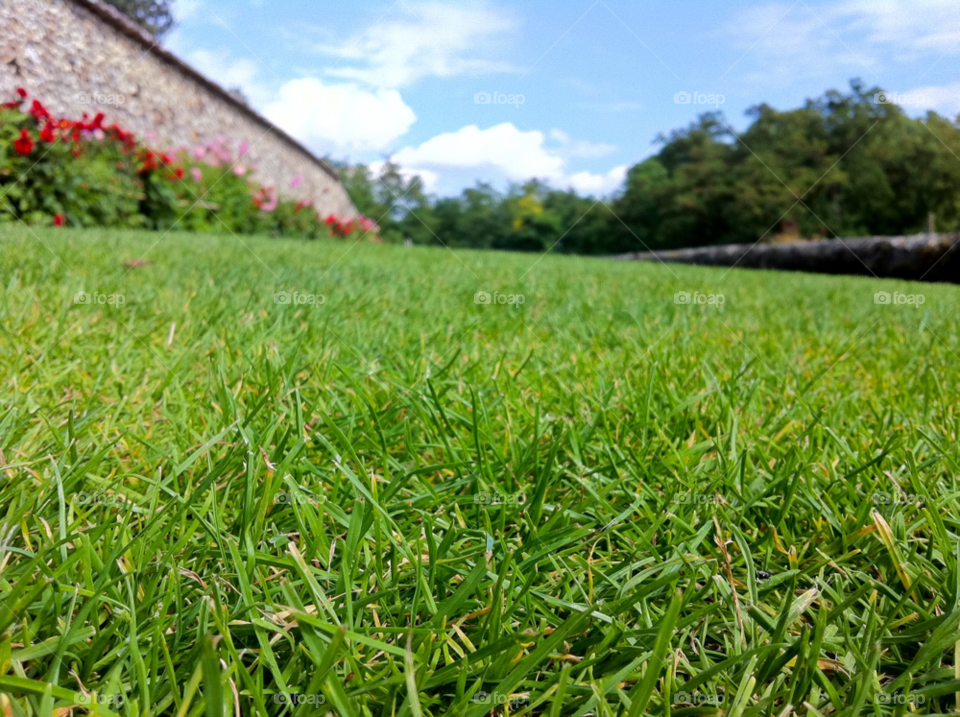 green nature gras iarba by tediiliescu