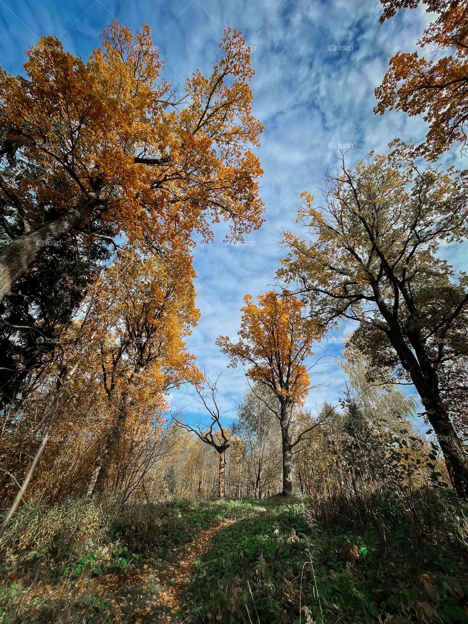 Autumn forest with old oaks 