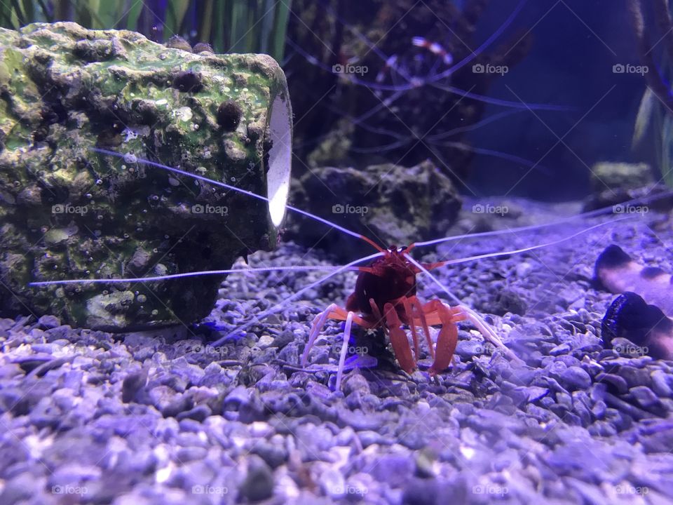 Crayfish