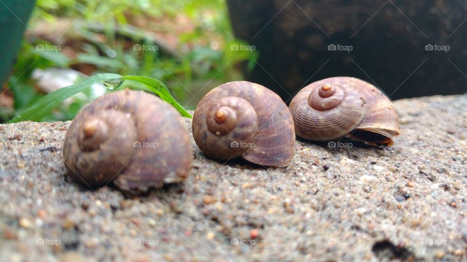 Row of Snails