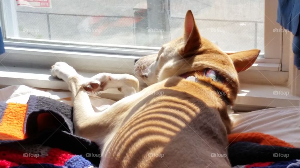 Sleeping on the Sill. Our pretty girl loves sleeping by the window sill while soaking up the sun!