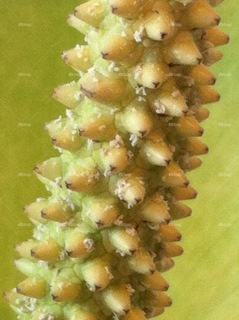 Peace Lily Seed Pod