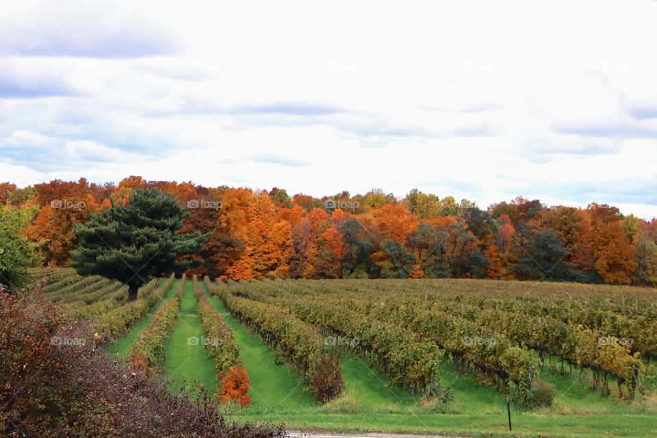 Vineyards in the Fall, Grand River Valley Region, Ohio USA 