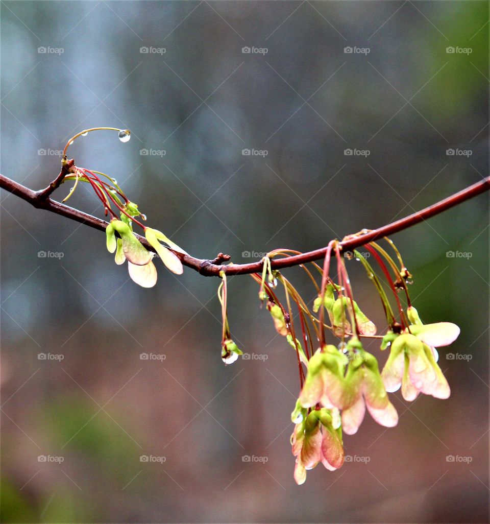 water drops forming during light snow storm.  transition from flower to seeds.