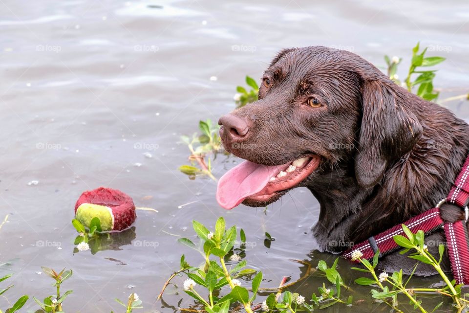 Chocolate lab ready for another round. 