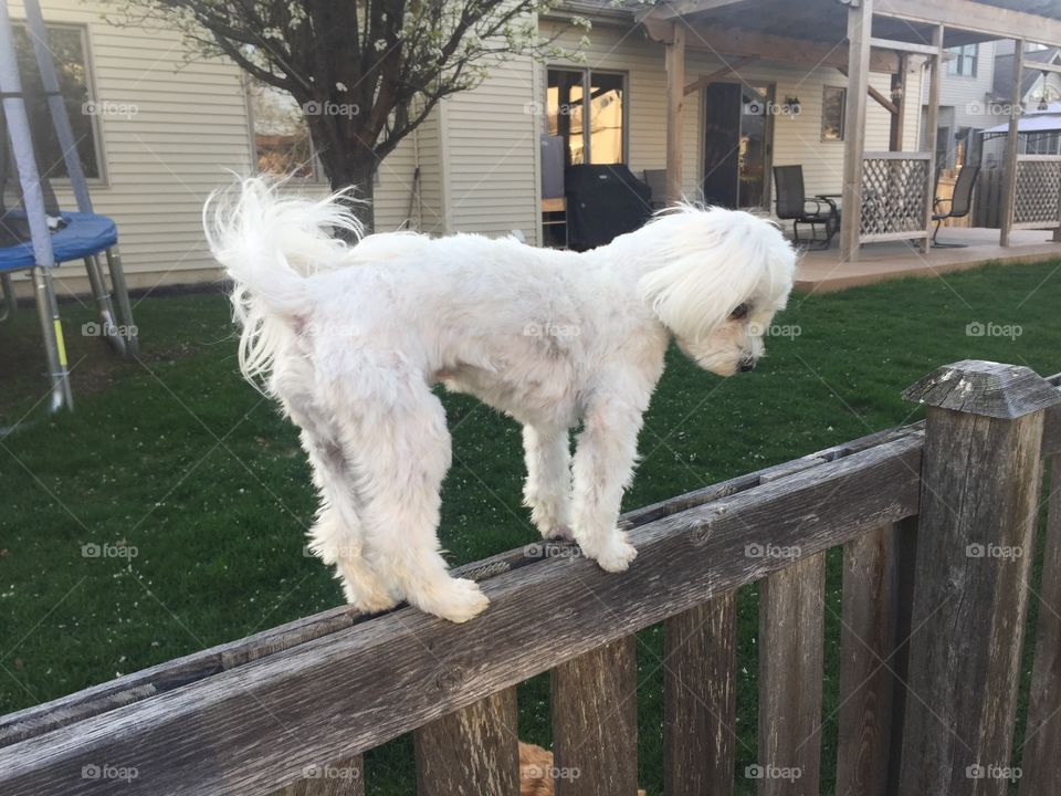 dog fence