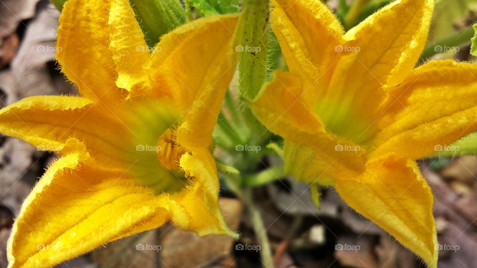 Squash blossom. Vegetable