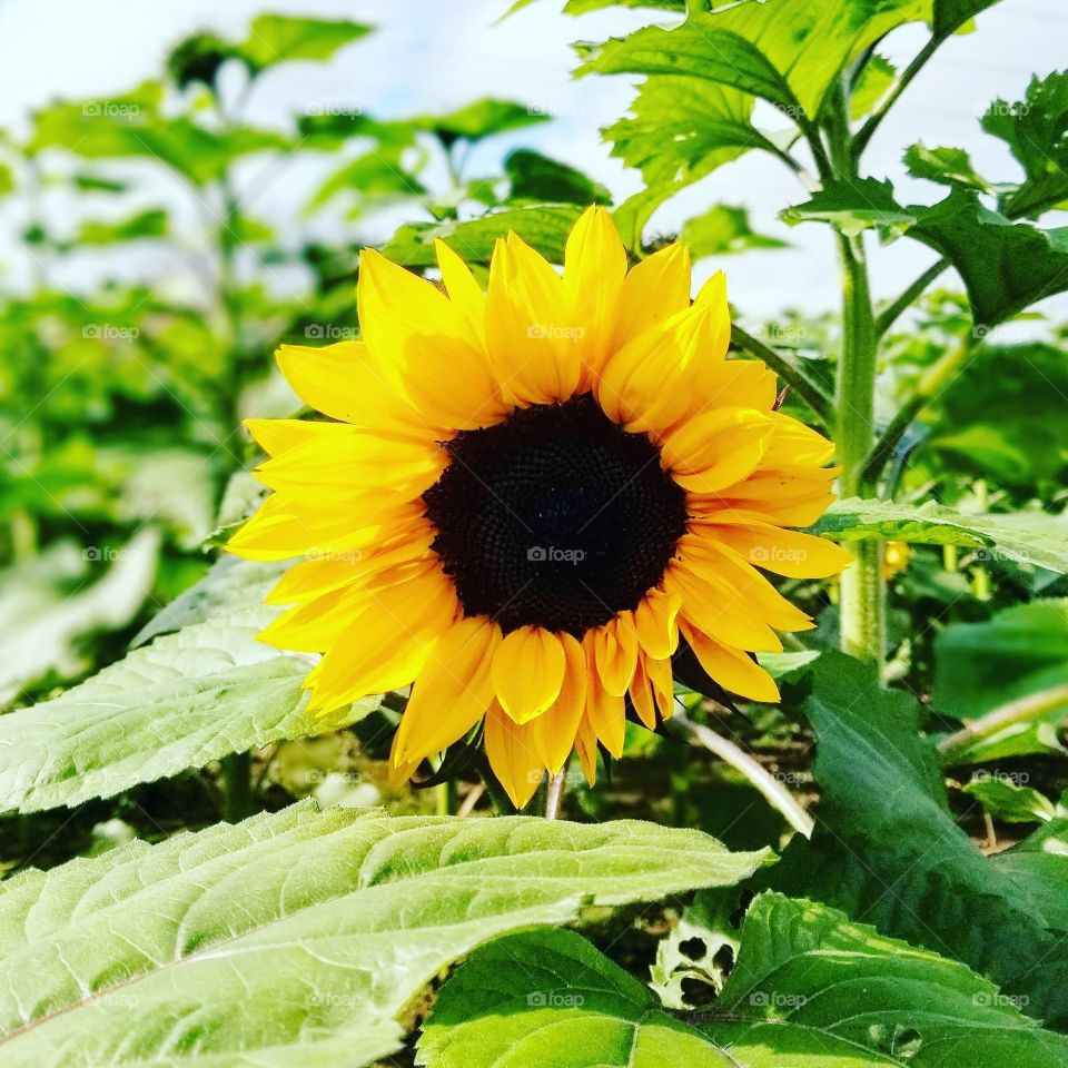 Sunflower