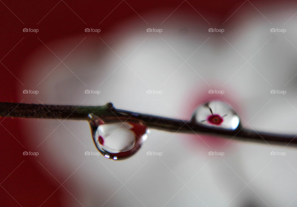 Water droplets with flower reflection 