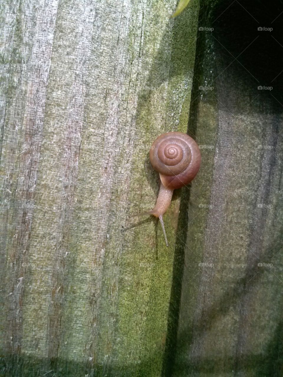 snail