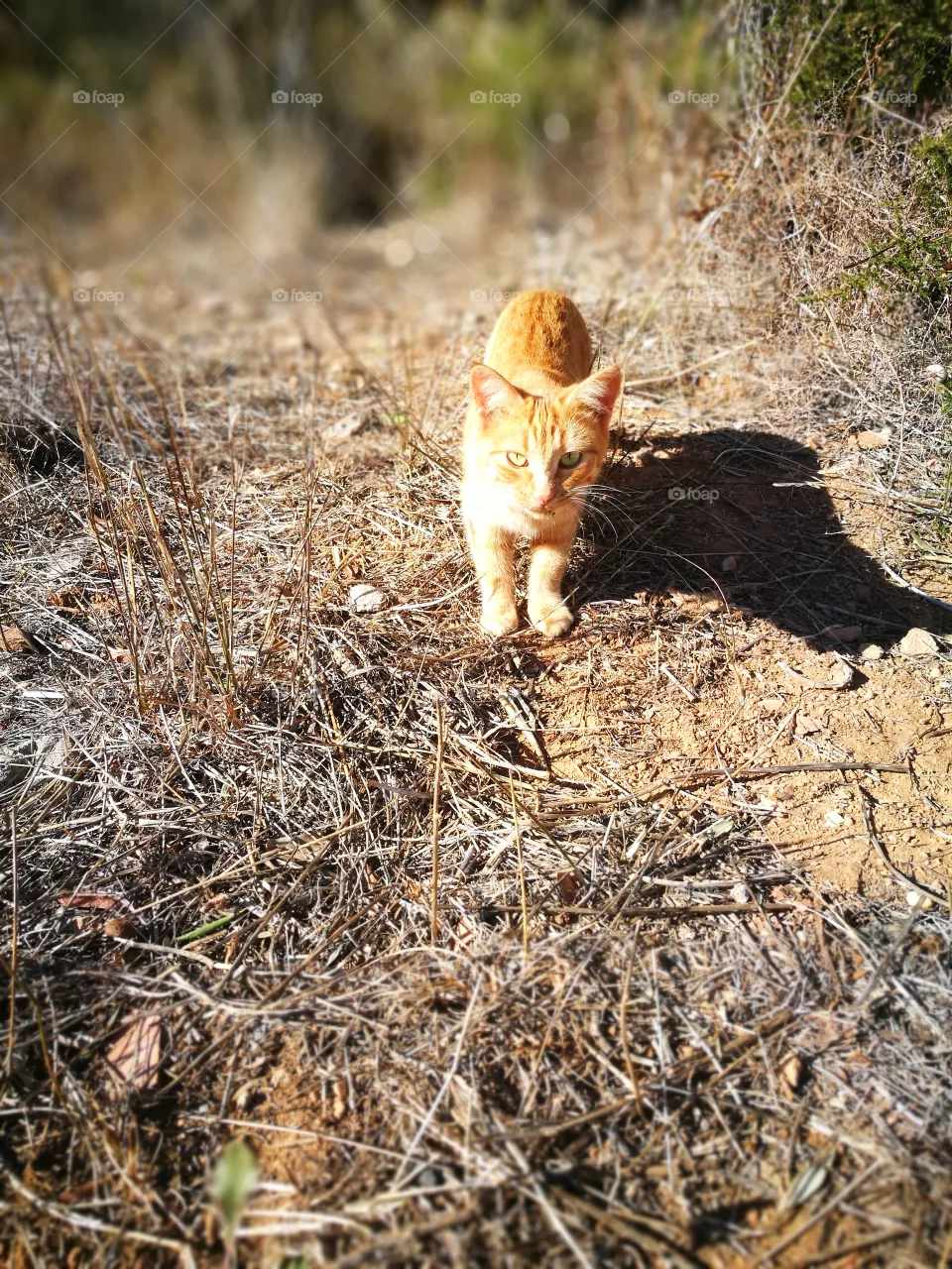 cat