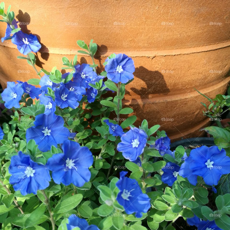 The blooming of ground morning glory with blue flowers on  background of brown clay pot.