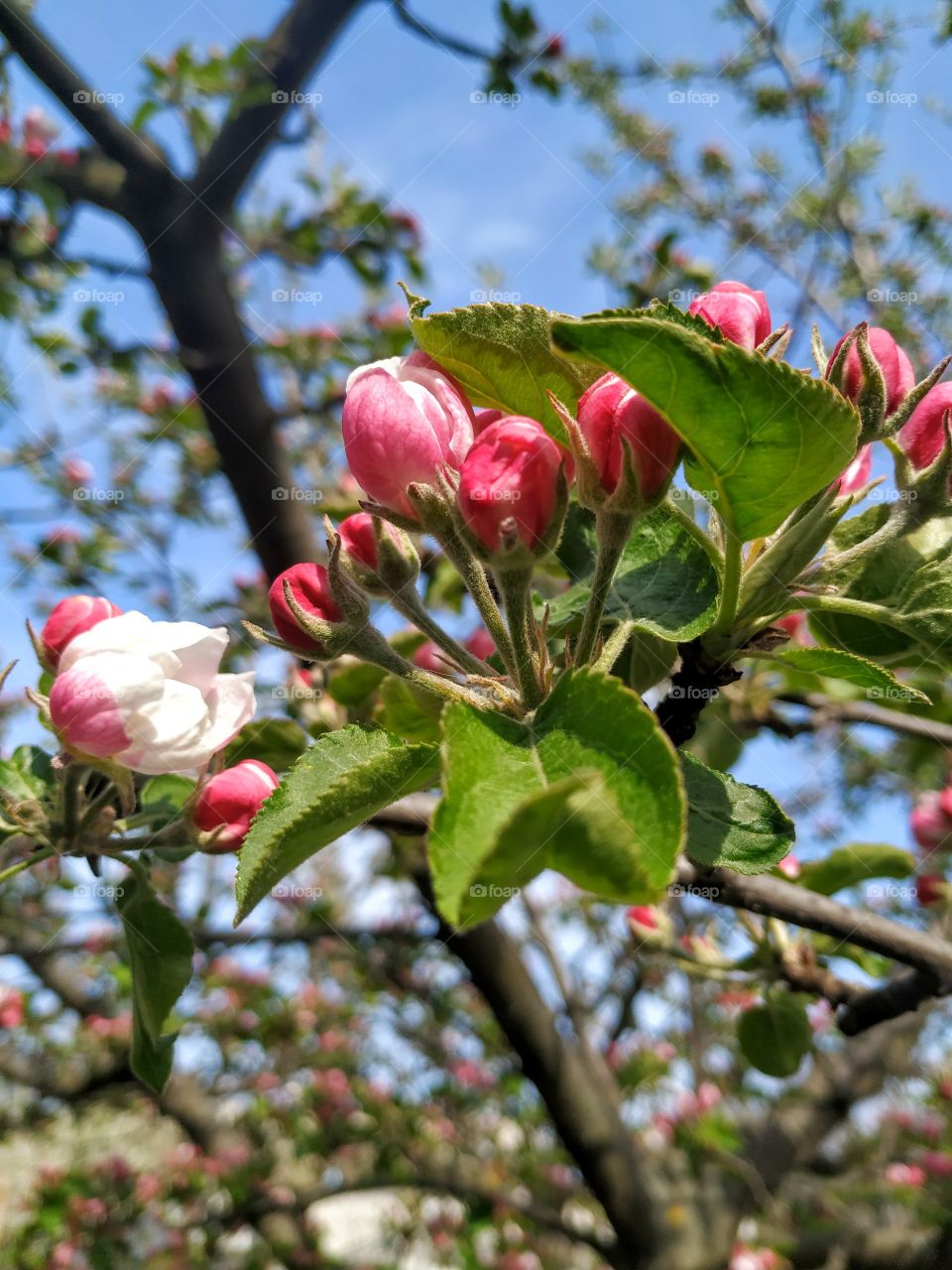 Pink flowers on the apple tree