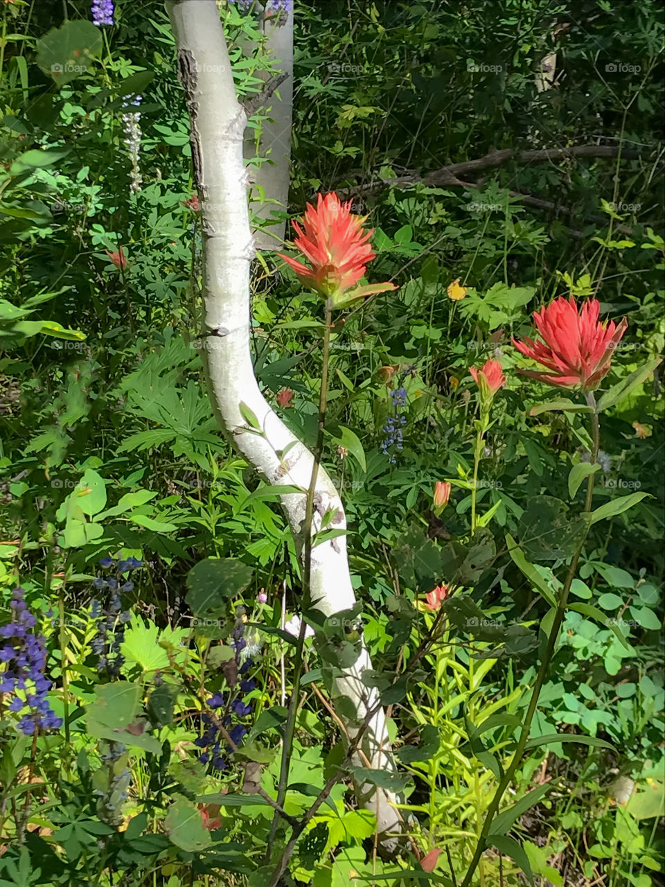Idaho Wildflowers 