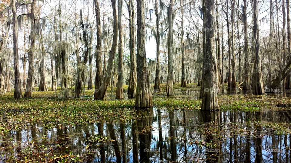 Cyprus forest. Cyprus trees in the Atchafalaya Basin in southern Louisiana, taken from an airboat