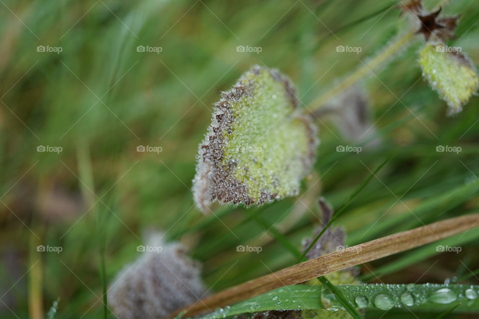 autumn dew on weeds