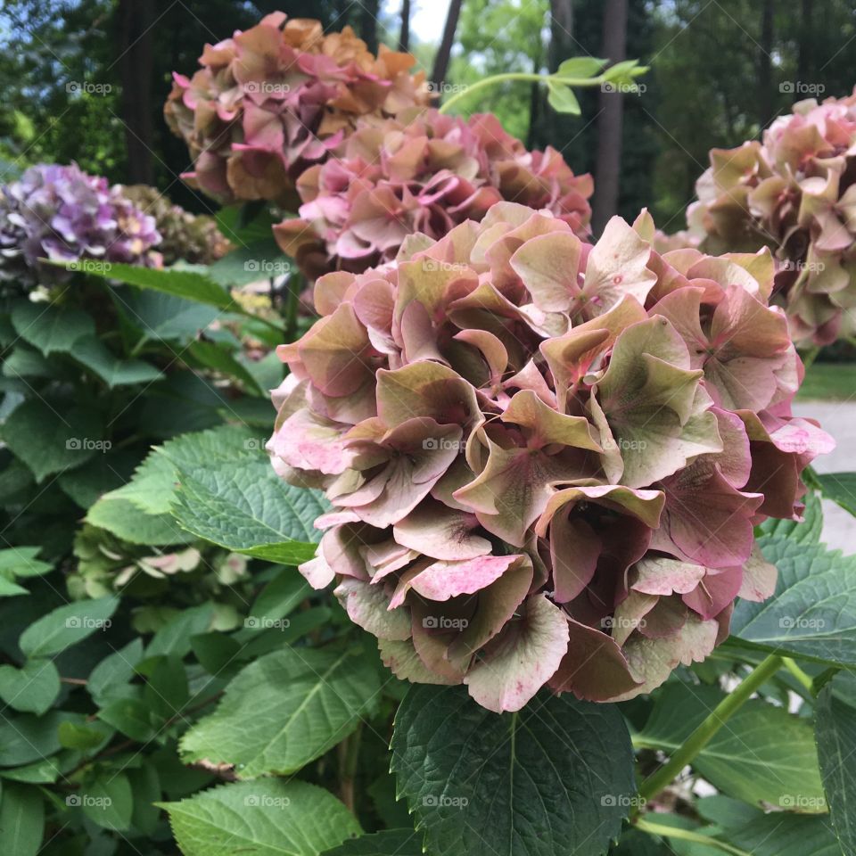 Pink Hydrangeas
