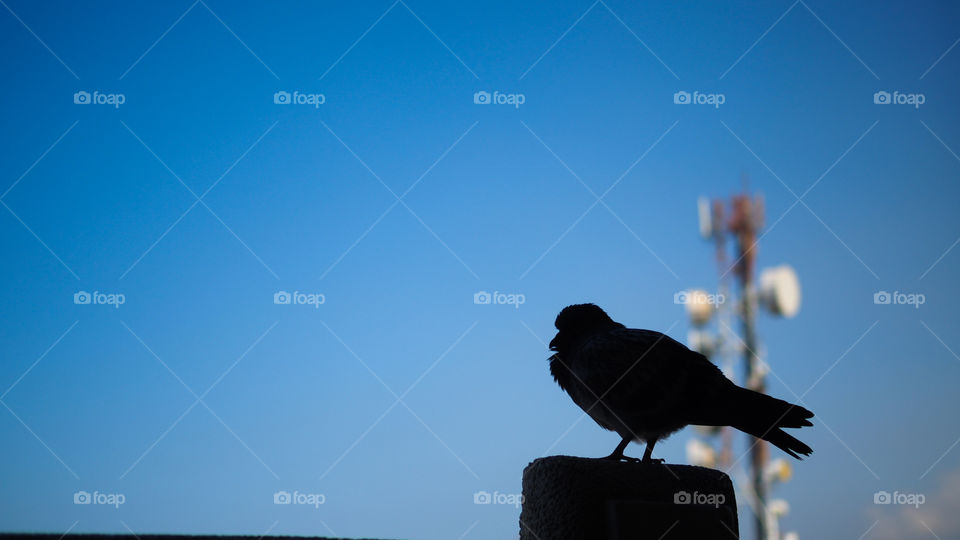 Silhouette of a bird resting in a pole